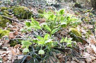 <i>Helleborus foetidus</i>