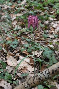<i>Fritillaria meleagris</i>