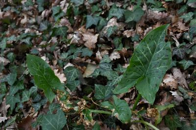 <i>Arum maculatum</i>