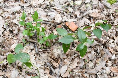 <i>Vinca major</i>
