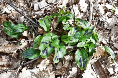 <i>Arum maculatum</i>