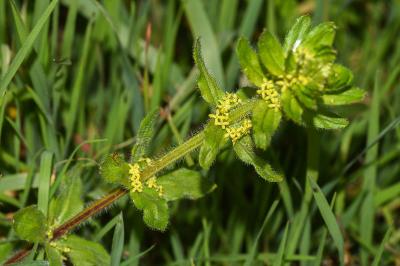 <i>Cruciata laevipes</i>