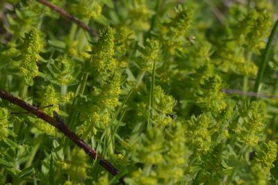 <i>Cruciata laevipes</i>