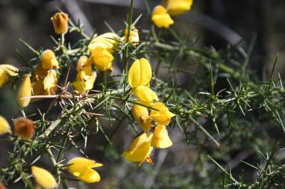 <i>Ulex europaeus</i>