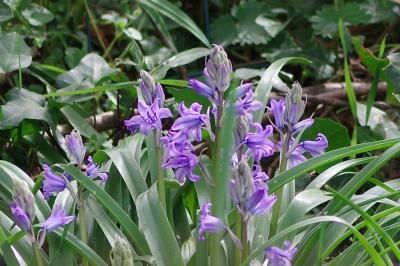 <i>Hyacinthoides non-scripta</i>