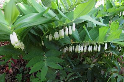 <i>Polygonatum odoratum</i>