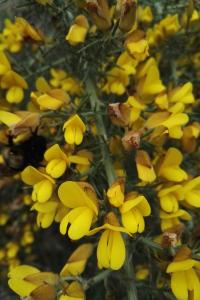 <i>Ulex europaeus</i>