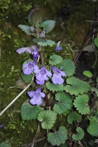 <i>Glechoma hederacea</i>
