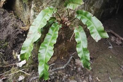 <i>Asplenium scolopendrium</i>