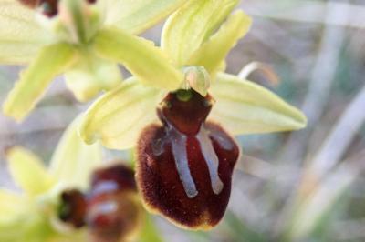 <i>Ophrys aranifera</i>
