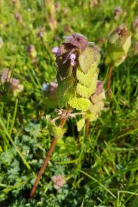<i>Lamium purpureum</i>