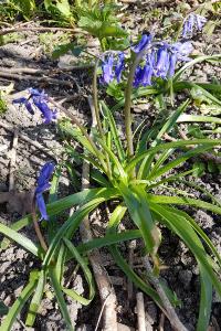<i>Hyacinthoides non-scripta</i>