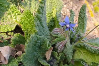 <i>Borago officinalis</i>