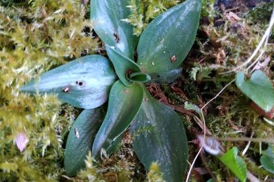 <i>Spiranthes spiralis</i>