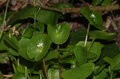 Claytonia perfoliata
