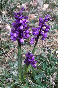 <i>Anacamptis morio</i>