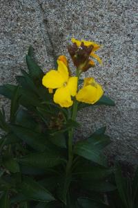 <i>Erysimum cheiri</i>