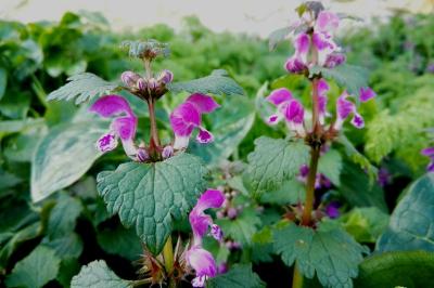 <i>Lamium maculatum</i>
