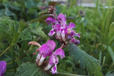 <i>Lamium maculatum</i>