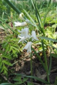<i>Hyacinthoides non-scripta</i>