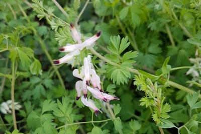 <i>Fumaria capreolata</i>