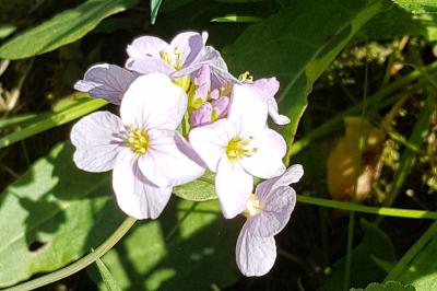 <i>Cardamine pratensis</i>