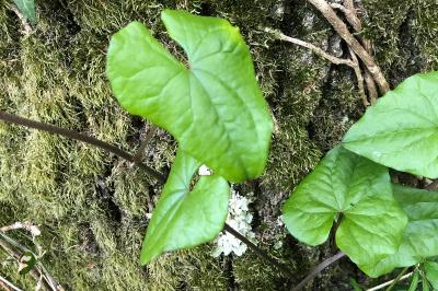 <i>Dioscorea communis</i>
