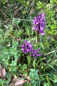 <i>Anacamptis morio</i>