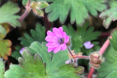 <i>Geranium molle</i>