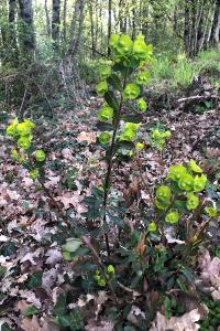 <i>Euphorbia amygdaloides</i>