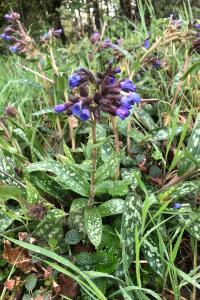 <i>Pulmonaria longifolia</i>