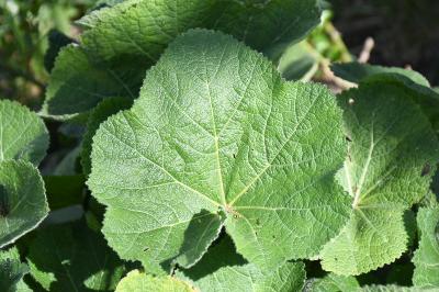 <i>Alcea rosea</i>