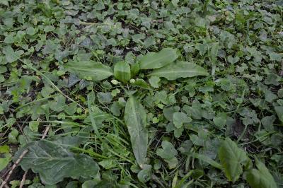 <i>Allium ursinum</i>