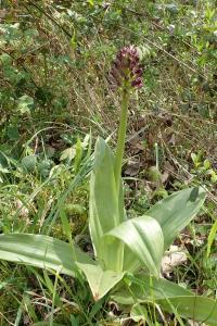 <i>Orchis purpurea</i>