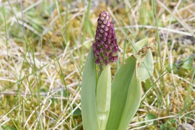 <i>Orchis purpurea</i>