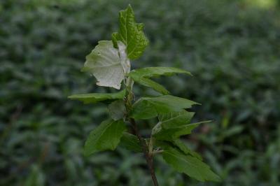 <i>Populus x canescens</i>