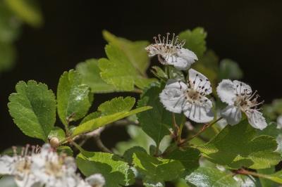 <i>Crataegus laevigata</i>