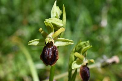 <i>Ophrys aranifera</i>