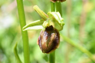 <i>Ophrys aranifera</i>