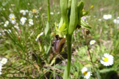 <i>Ophrys aranifera</i>