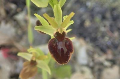 <i>Ophrys aranifera</i>