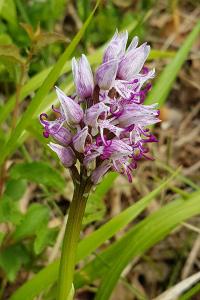 <i>Orchis simia</i>
