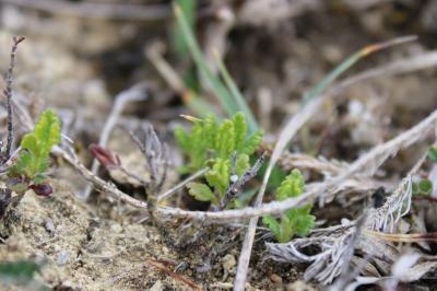 <i>Teucrium chamaedrys</i>