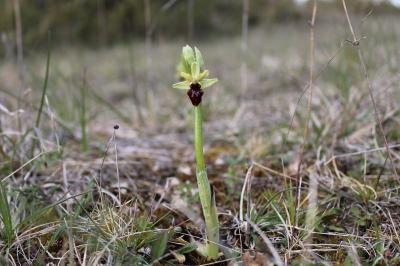 <i>Ophrys aranifera</i>