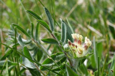 <i>Anthyllis vulneraria</i>