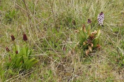 <i>Orchis purpurea</i>
