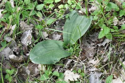 <i>Neottia ovata</i>