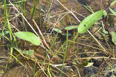 <i>Alisma plantago-aquatica</i>