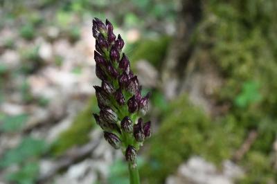 <i>Orchis purpurea</i>