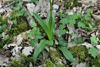 <i>Orchis purpurea</i>
